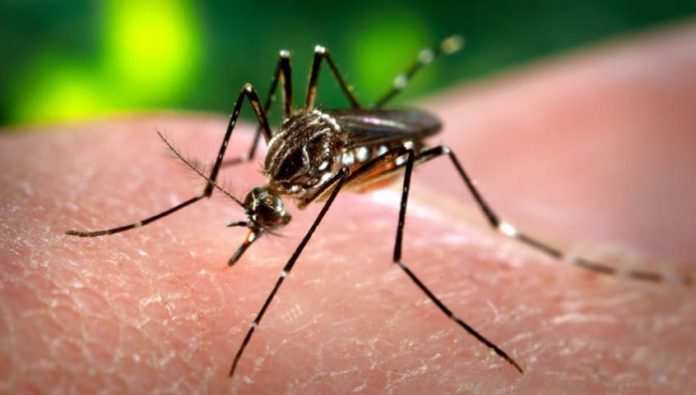 AEDES