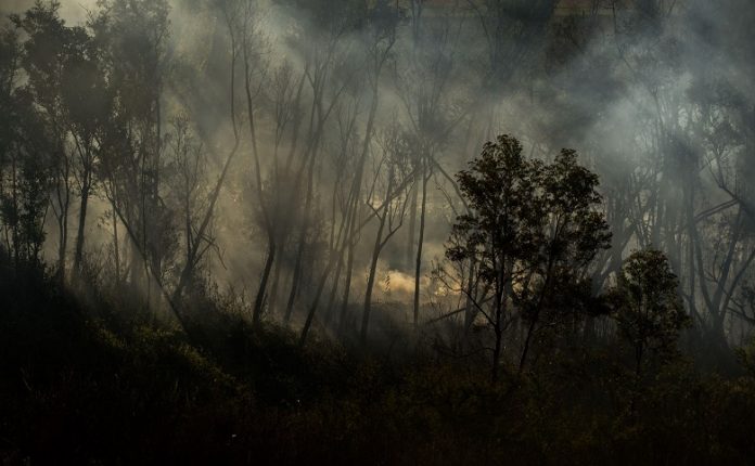 Incendios en el Delta del Paraná