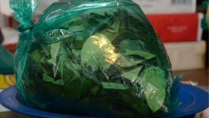 coca-ilegal-cara-salta