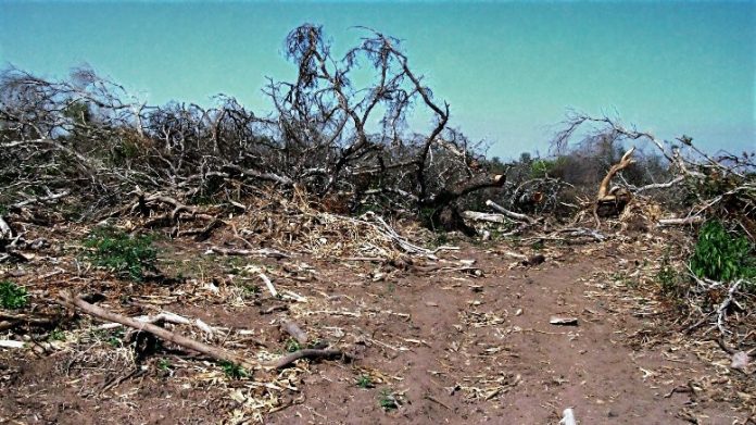 Salta-Desmonte