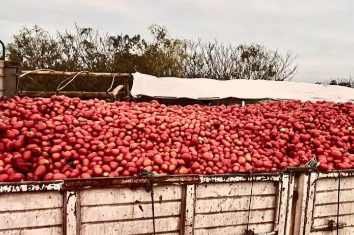 Salta-Tomates